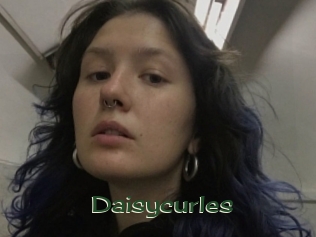 Daisycurles